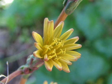 Wild Lettuce Lactuca Virosa