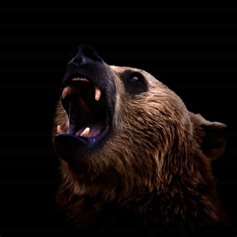 Grizzly Bear Roar Stock Photos Pictures And Royalty Free Images Istock