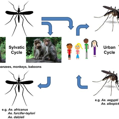 Life Cycle Of Chikungunya Virus Inside Infected Download