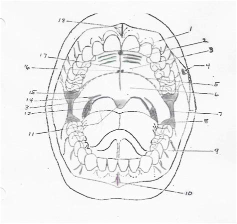 Oral Cavity Diagram From Unit 2 Page 12 Diagram Quizlet