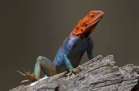 Lizard San Diego Zoo Animals And Plants