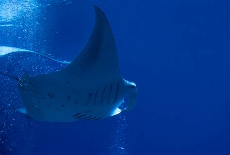무료 이미지 대양 수중 푸른 물고기 가오리 척골가 있는 거품 Flickrchallengegroup