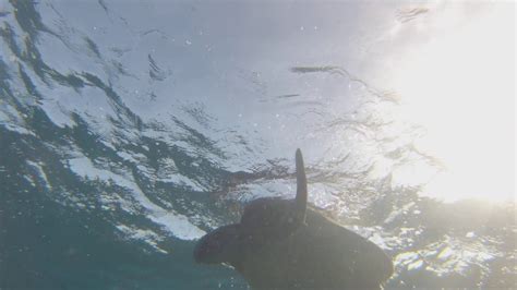 Swam With A Sea Turtle In Hawaii Youtube
