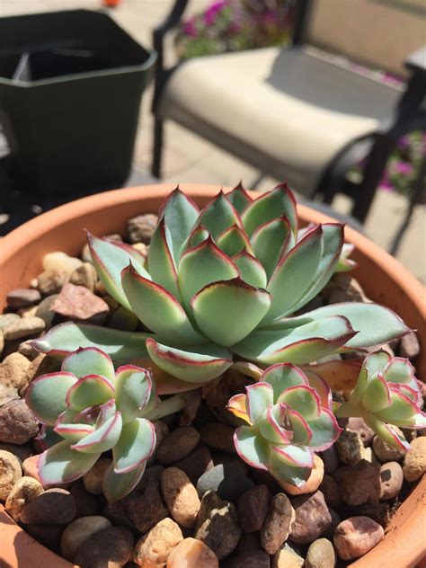 Finally Repotted My Echeveria Pulidonis It Was A Good 4th Of July R