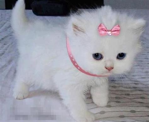 I Want A Fluffy White Kitten Puppy Love Pinterest