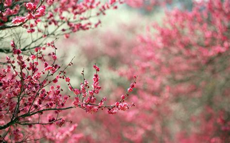 Dream Spring 2012 Spring Tree Wallpapers Hd Wallpapers 96700