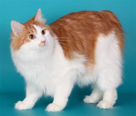 breed comparisons kurilian bobtail longhair world cat congress