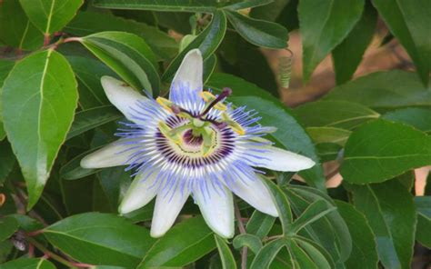 Hd Passion Flower Wallpaper Download Free 73871