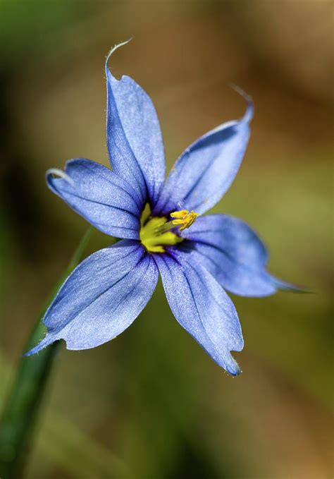 Beautiful Narrowleaf Blue Eyed Grass Wildflower Photograph By Kathy Clark