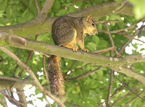 Eastern Fox Squirrel Sciurus Niger