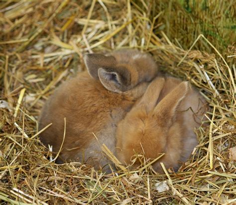 Baby Bunny Rabbits Free Stock Photo Public Domain Pictures