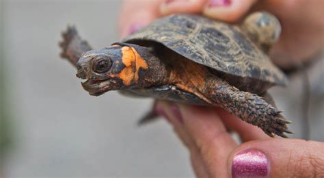 Why Is The Bog Turtle Endangered In New Jersey