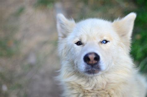 Heterochromia Wolf