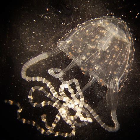 25 Interesting Facts About Irukandji Jellyfish Worlds Facts