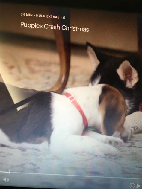 Our new thanksgiving tradtion will be watching #puppiescrashchristmas on @hulu. finals stress relief is on Hulu!! Puppies crash Christmas 😍 : uofmn