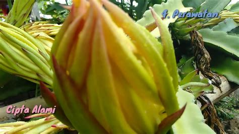 8 hal yang perlu dipertimbangkan saat menanam terong di halaman belakang anda. INILAH Rahasia!! Cara Menanam dan Merawat Buah Naga Agar ...