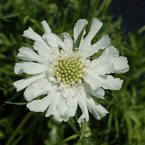 Jda Scabiosa Caucasica Perfecta Alba