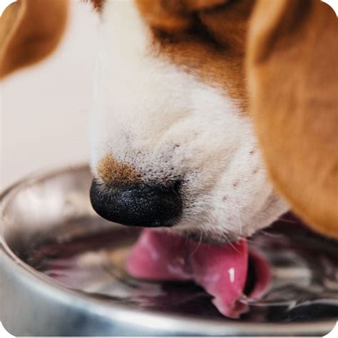 ¿cuáles Son Los Síntomas Más Comunes De Deshidratación En Perros Petamin