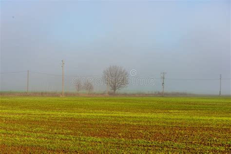 Morning Mist Fog Over Meadows Stock Image Image Of Meadows Nature