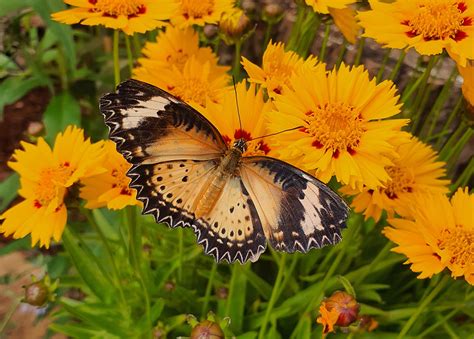 Butterfly Flower Insect Close Free Photo On Pixabay Pixabay