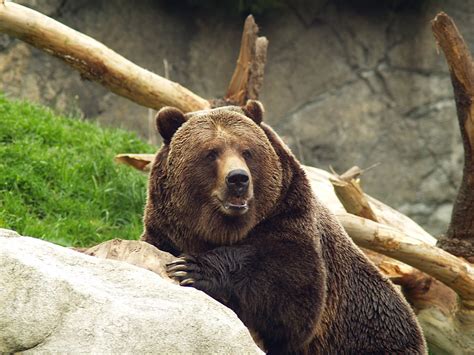 Happy Bear Woodland Park Zoo Seattle Wa Christine Lind Cole Flickr