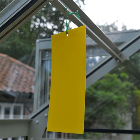 Sticky Traps To Catch Greenhouse Pests Harrod Horticultural