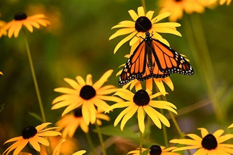 Feed The Butterflies Eek Wisconsin