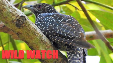Asian Female Koel Bird Call Cuckoo Bird Singing Youtube