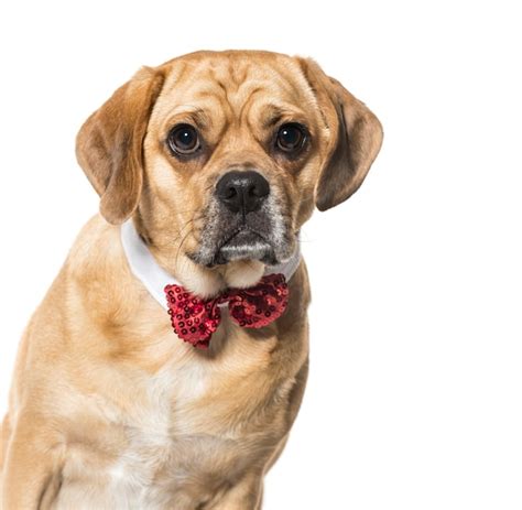 Premium Photo Mixed Breed Dog In Red Bow Tie Against White Background