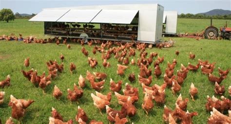 We have capacity around 150,000 rams per year, all. Free Range Poultry Farm | List | Projects | Precinct Urban ...