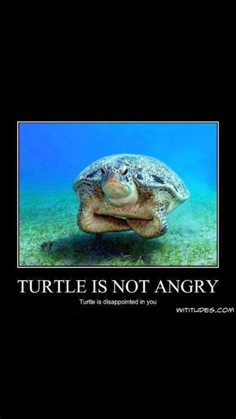 30 Hilarious Turtle Memes That Will Make Your Day Brighter
