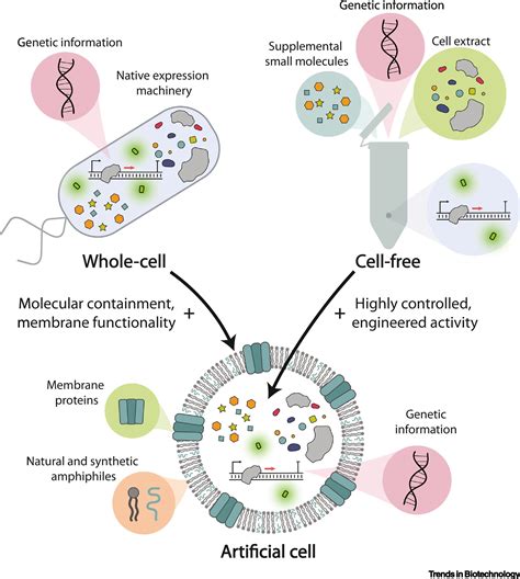 Designing Artificial Cells Towards A New Generation Of Biosensors Trends In Biotechnology