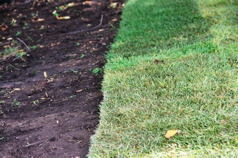 How Often To Water New Sod Curbwise