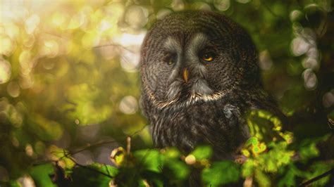 Download Wallpapers Owl Forest Forest Bird Beautiful Bird For