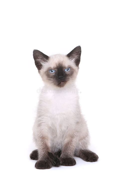 Angry Siamese Cat Photos Free And Royalty Free Stock Photos From Dreamstime