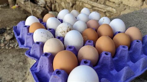 Village Chicken Eggs Natural Real Chicken Eggs Stock Photo Image Of