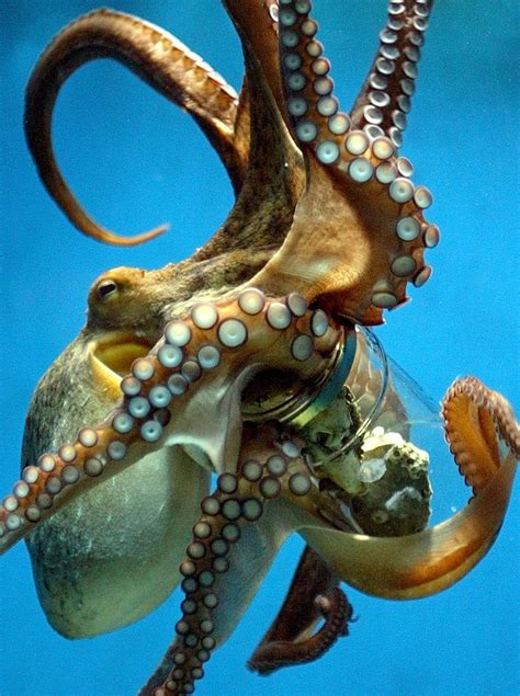 Amazing Facts About The Octopus Business Insider
