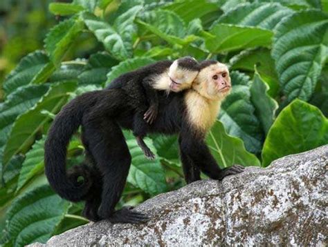 Capuchin Monkey Monkey Genus