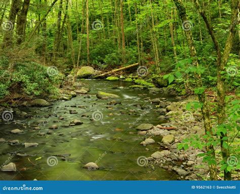 Pennsylvania Forest Stream In Spring Stock Image Image Of Pike