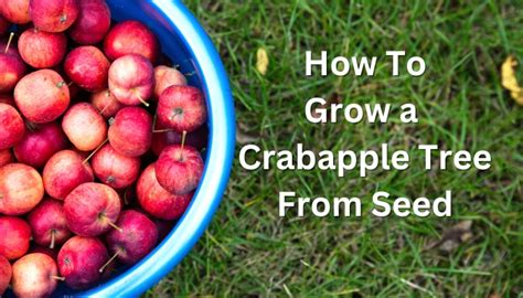 Growing Crabapple From Seed Step By Step How To Guide Rennie Orchards