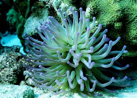 Nature Sea Anemones And Sea Cucumbers
