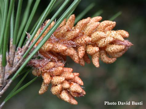 La Pollinisation Des Pins Par Le Vent D Partement De Biologie