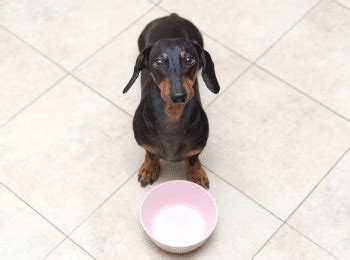 Food and drug administration is still trying to determine why dogs eating certain types of pet food are seemingly more at risk of canine heart. Grain Free Dog Food Linked To Heart Disease - Dachshund ...