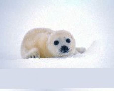 PŘÍRODA - Fotoalbum - savci - mládě tuleně - tulen.jpg