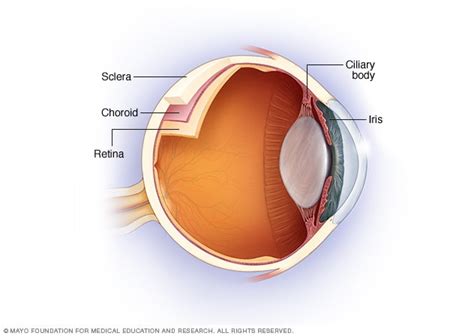 Eye With Uvea Mayo Clinic