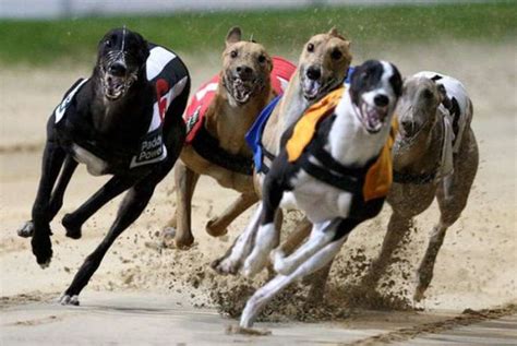 Greyhound Racing In Uk Funded More 