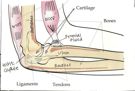 This diagram depicts hand bones labeled. Labelled diagram of a human elbow | Bone and joint, Ligaments and tendons, Human