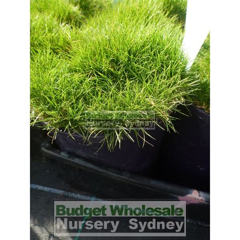 Zoysia Tenuifolia No Mow Grass Korean Velvet Grass 140mm Budget