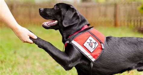 How Much Does A Fully Trained Service Dog Cost