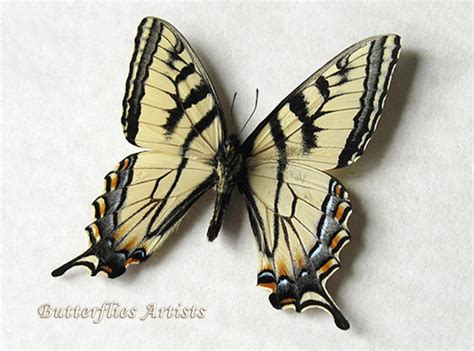 Canadian Tiger Swallowtail Papilio Canadensis Real Butterfly Etsy